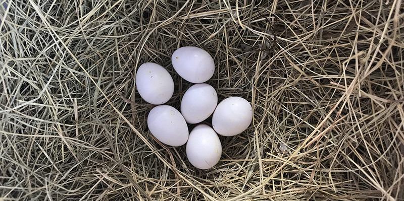 6 fertile Gouldian finch eggs after 10 days of incubation