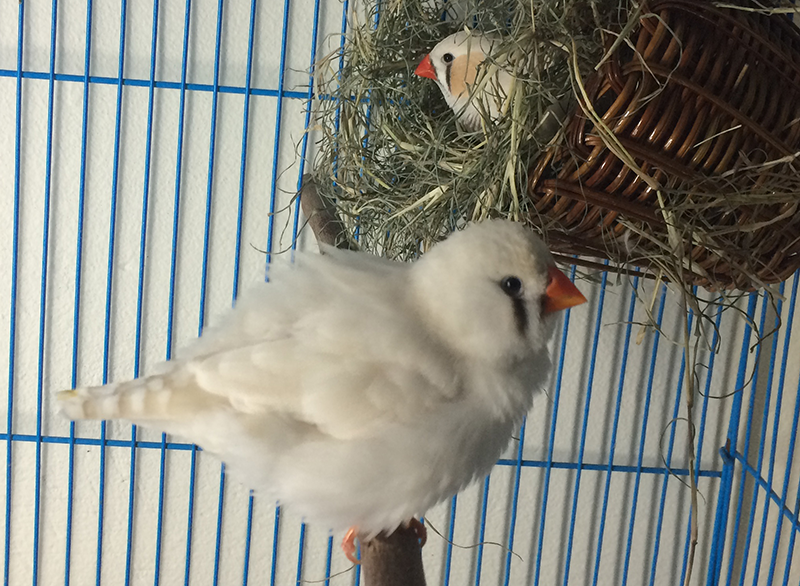 A pair of zebra finches is starting to build a nest