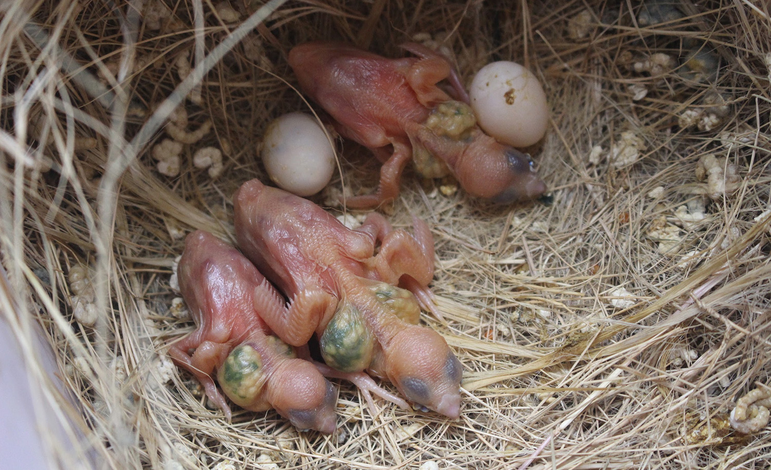 Baby Gouldian Finch