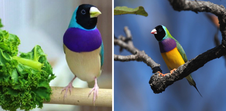 Black Head Gouldian Finch