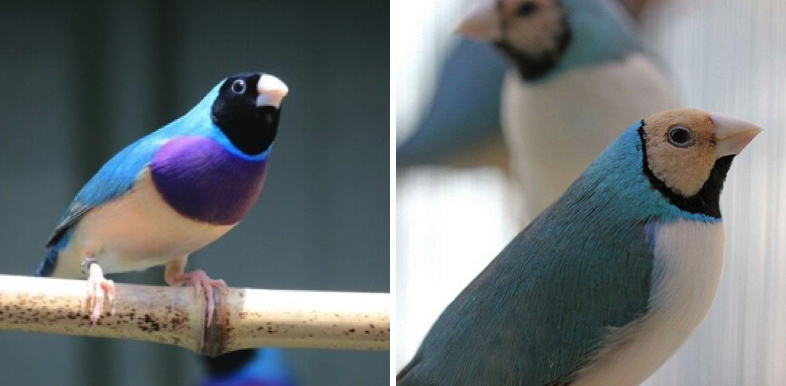 Blue Gouldian Finch