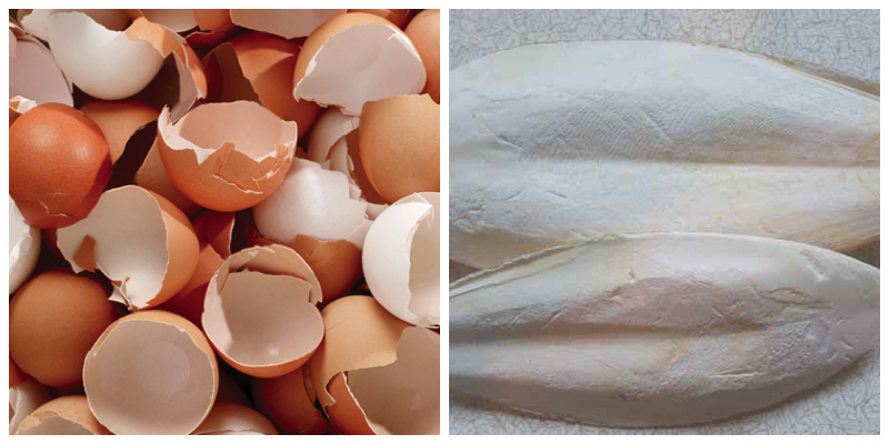 Calcium-rich food sources - Eggshells and cuttlefish bone