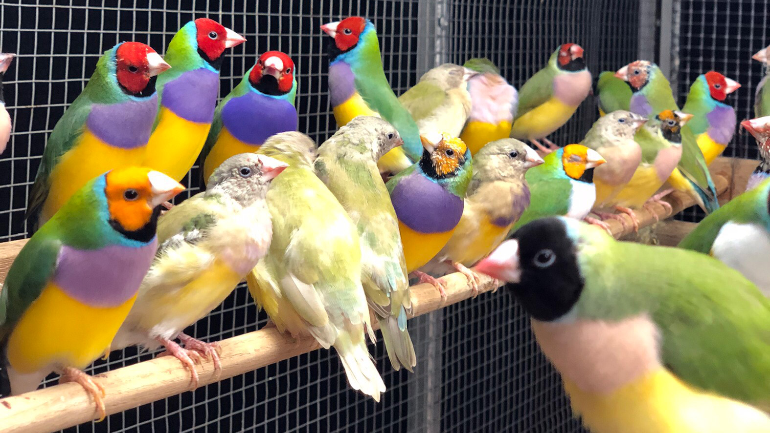 Choosing Breeding Gouldian Finch Pairs