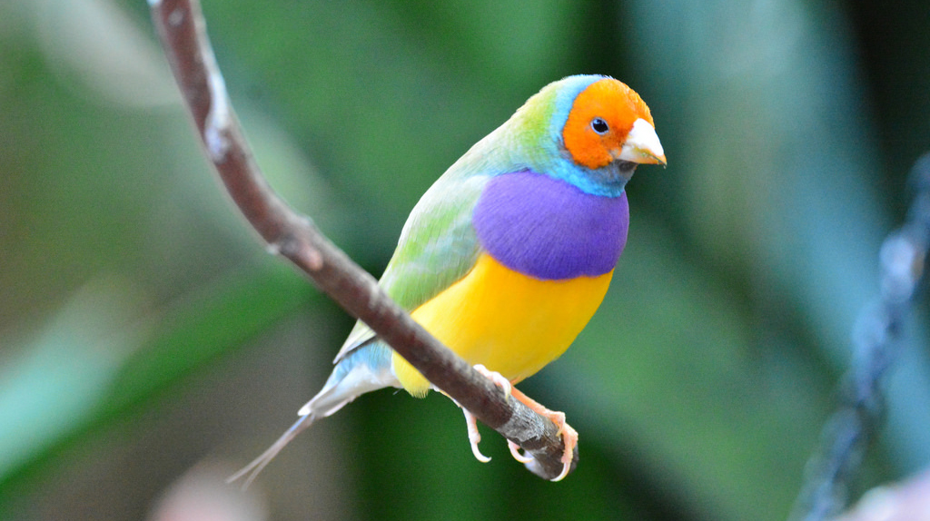 Dilute Gouldian Finch