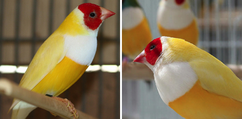 Double Factor Yellow Gouldian Finch