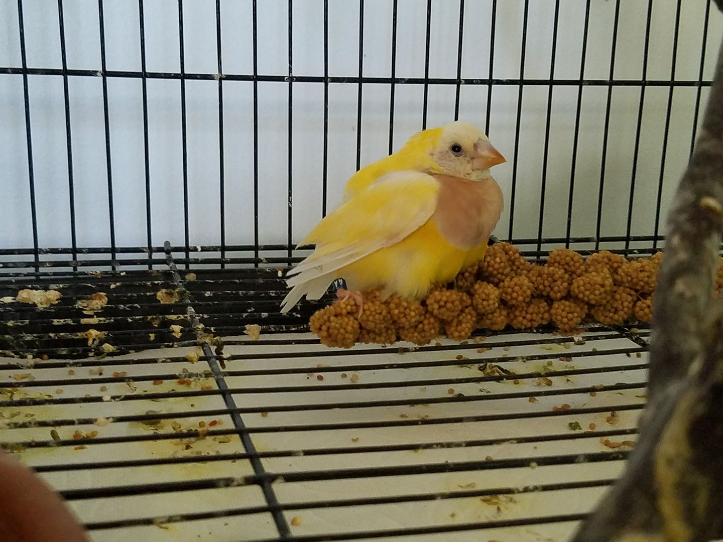 Female Gouldian finch with egg binding