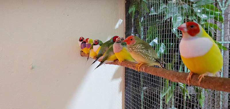 Finch Aviary