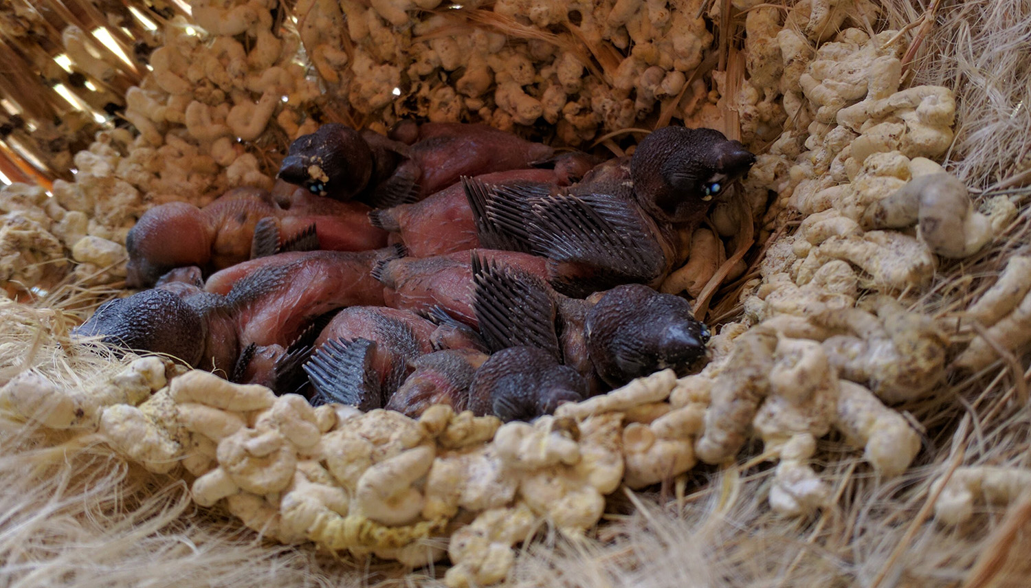 Fostering Finches: Ensuring the Survival of Your Feathered Friends