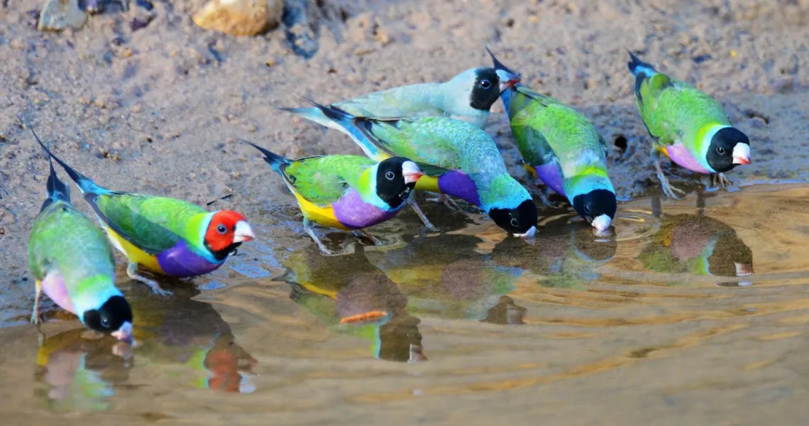 Introduction to Gouldian Finches: What Every New Owner Should Know