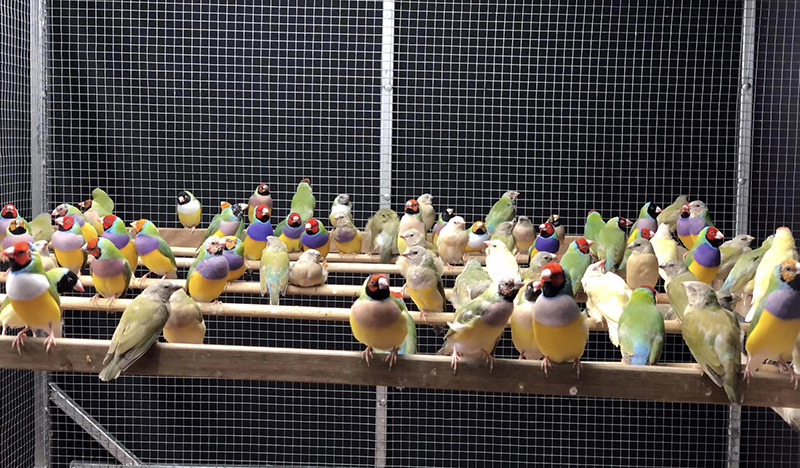 Gouldian Finch in my Aviary