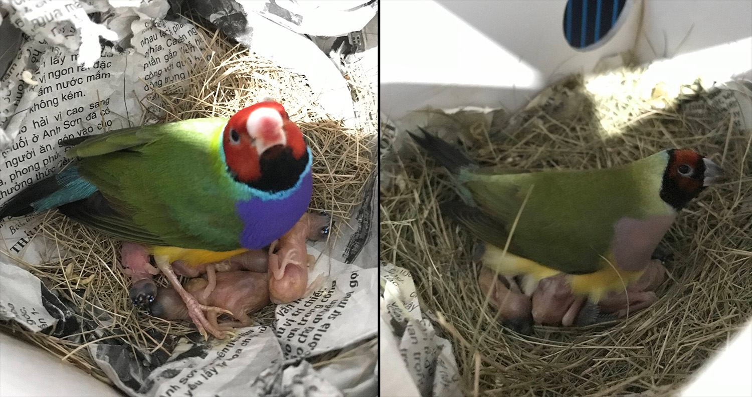 Gouldian parent protect their baby