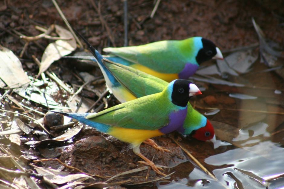 Green Backed Gouldian Finch