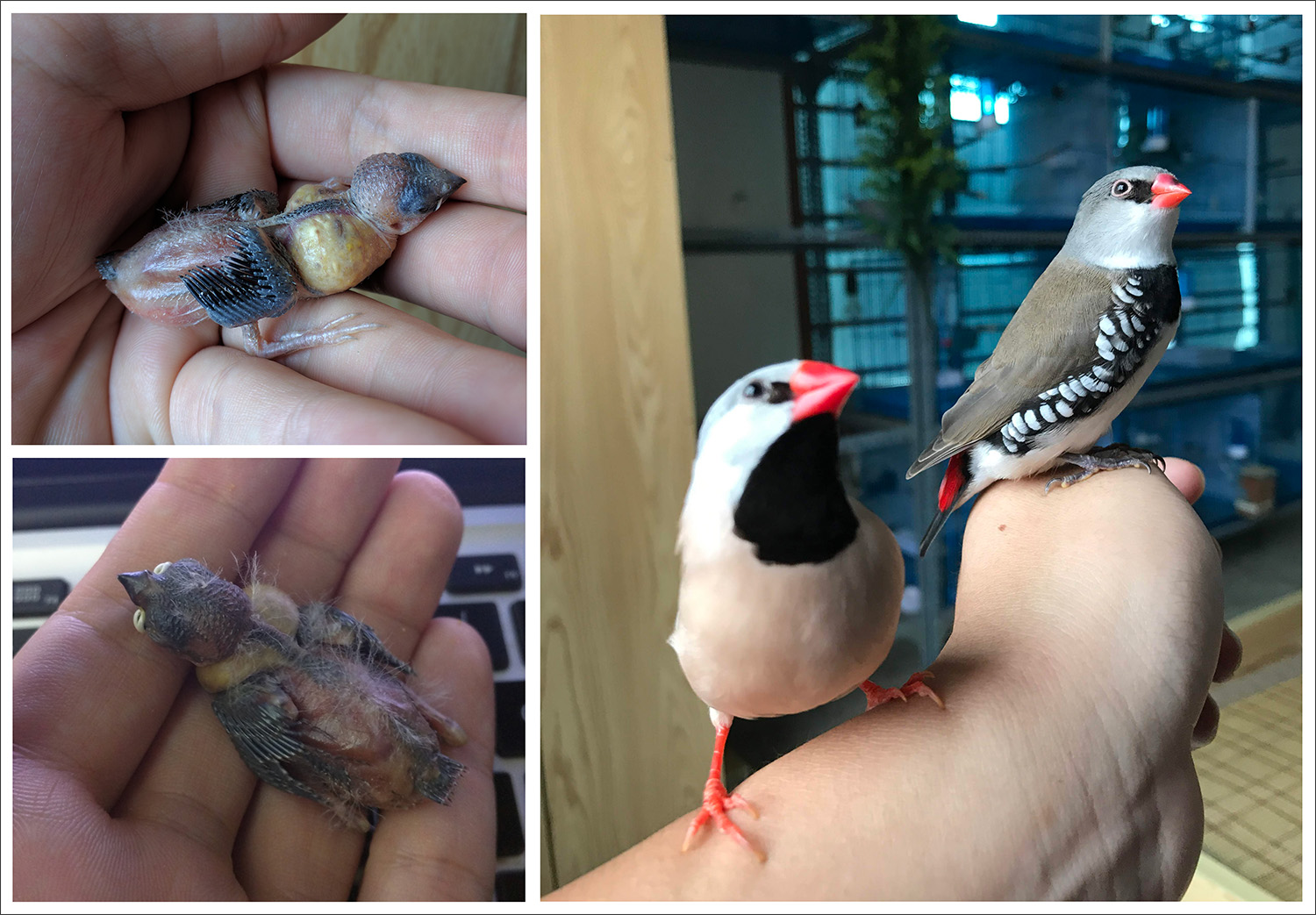 Hand Feeding Finches