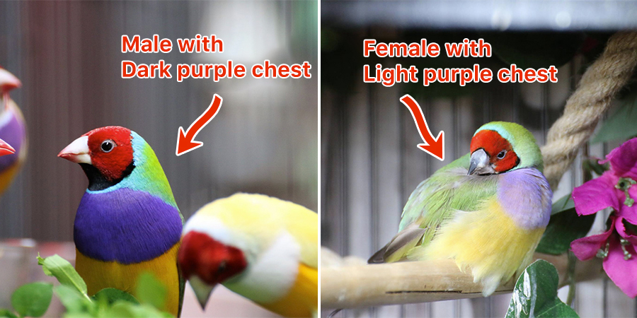 How-to-Gender-Lady-Gouldian-Finch-1