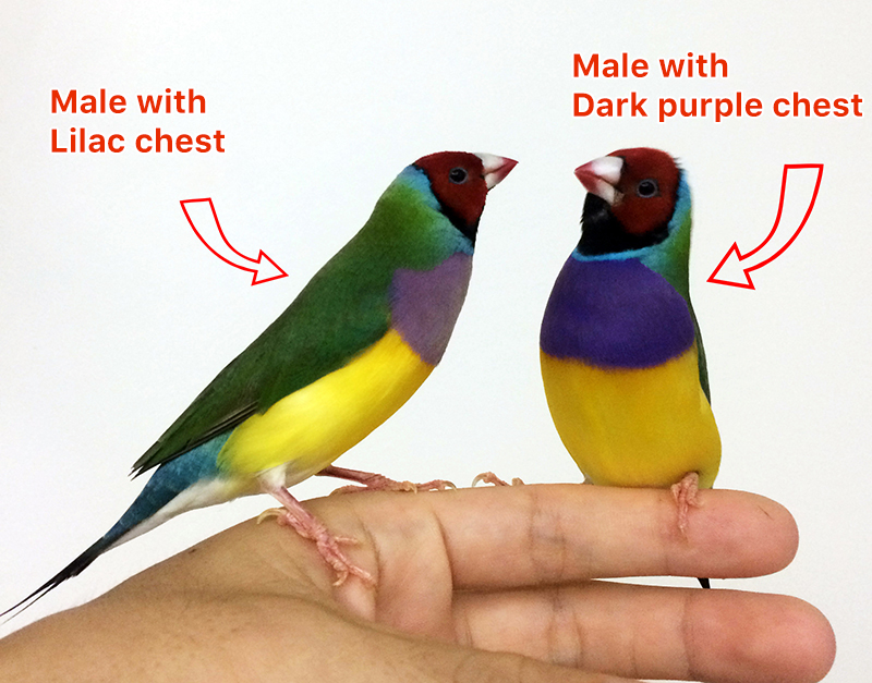 How-to-Gender-Lady-Gouldian-Finch-2