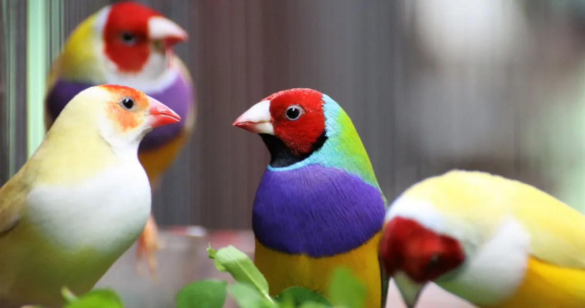 How to Gender Lady Gouldian Finch