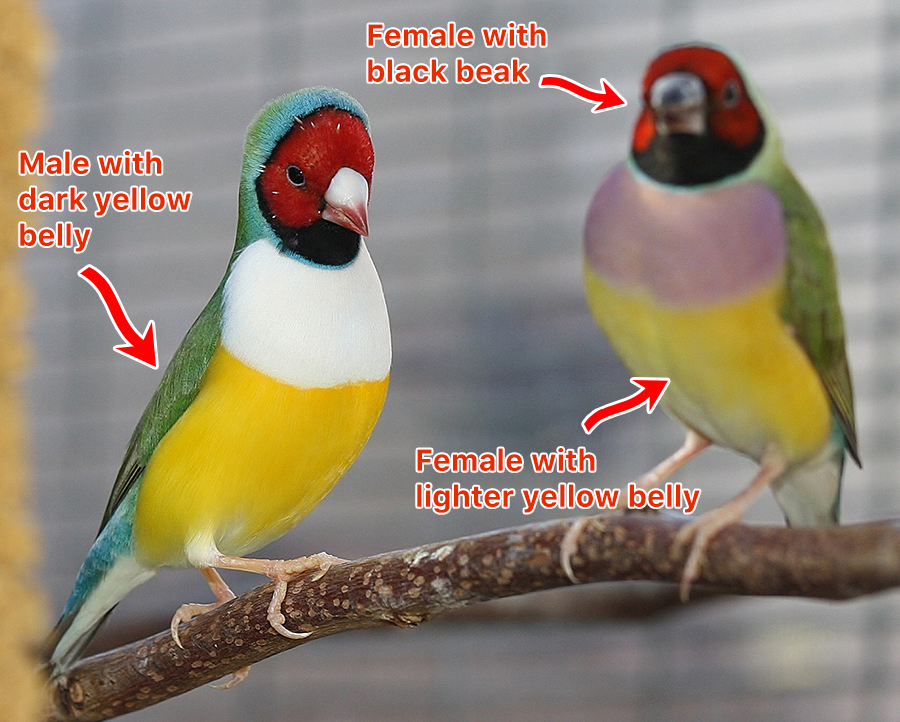 How-to-Gender-Lady-Gouldian-Finch-4