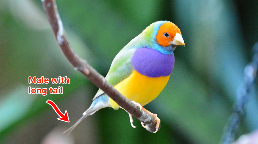 How-to-Gender-Lady-Gouldian-Finch-5