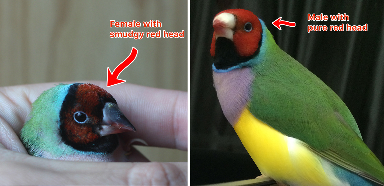How-to-Gender-Lady-Gouldian-Finch-6