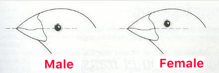 Identifying Male vs. Female Society Finches By Eye Position