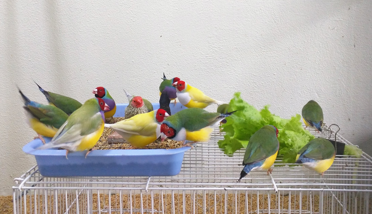 Introducing New Foods to Your Finch