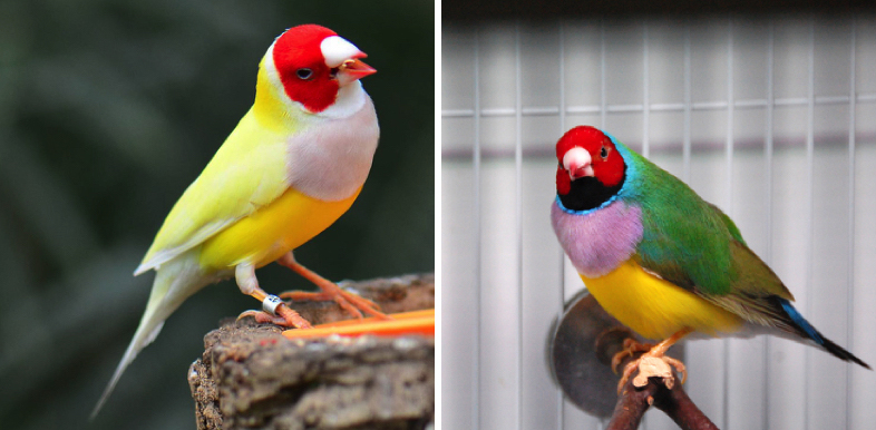 Lilac Breasted Gouldian Finch