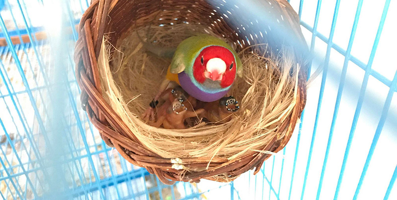 Male Gouldian finch and their newly hatched chicks