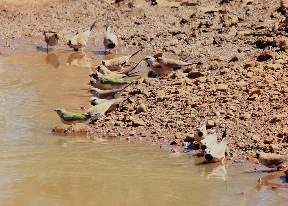 Mixed flock of Gouldian Finches, Long-tailed Finches, and Masked Finches