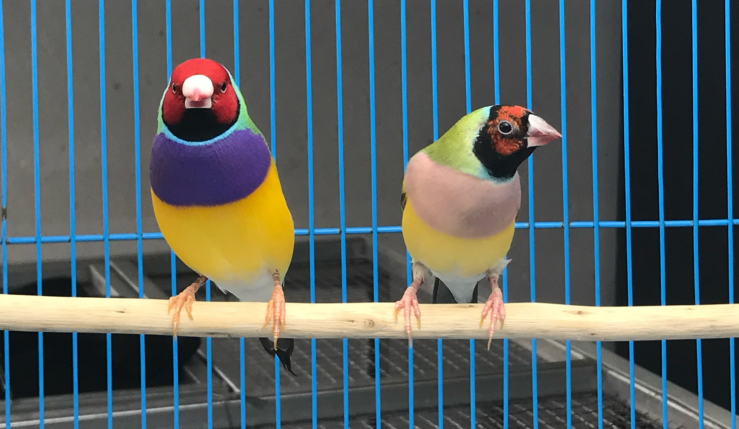 My favorite pair of Gouldian finches