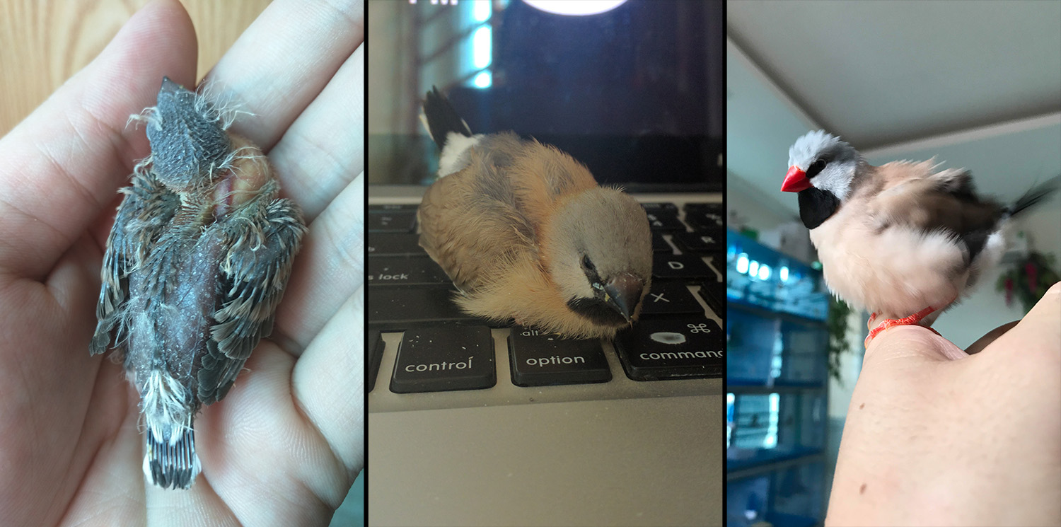 My long-tailed baby finch was successfully hand-fed using NutriBird A21