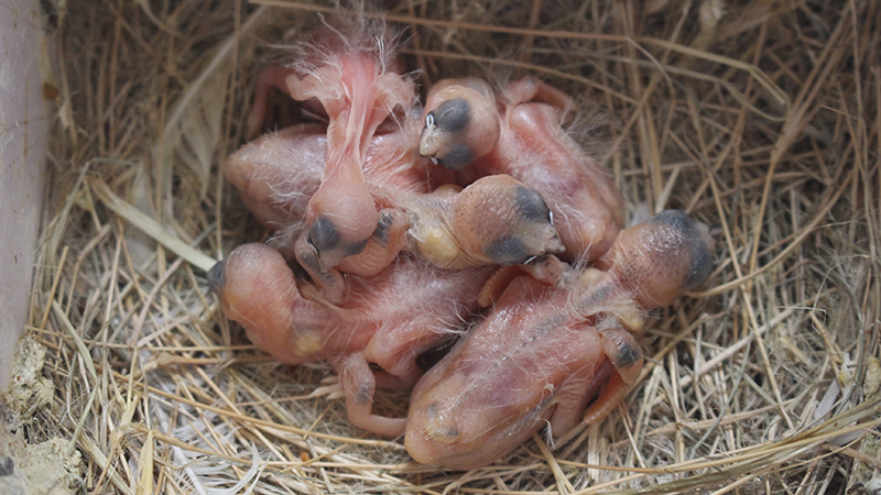 Newly hatched society finch chicks