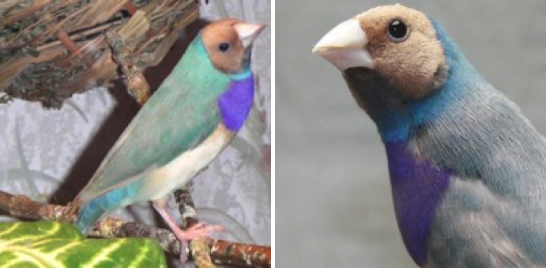 Pastel Gouldian Finch