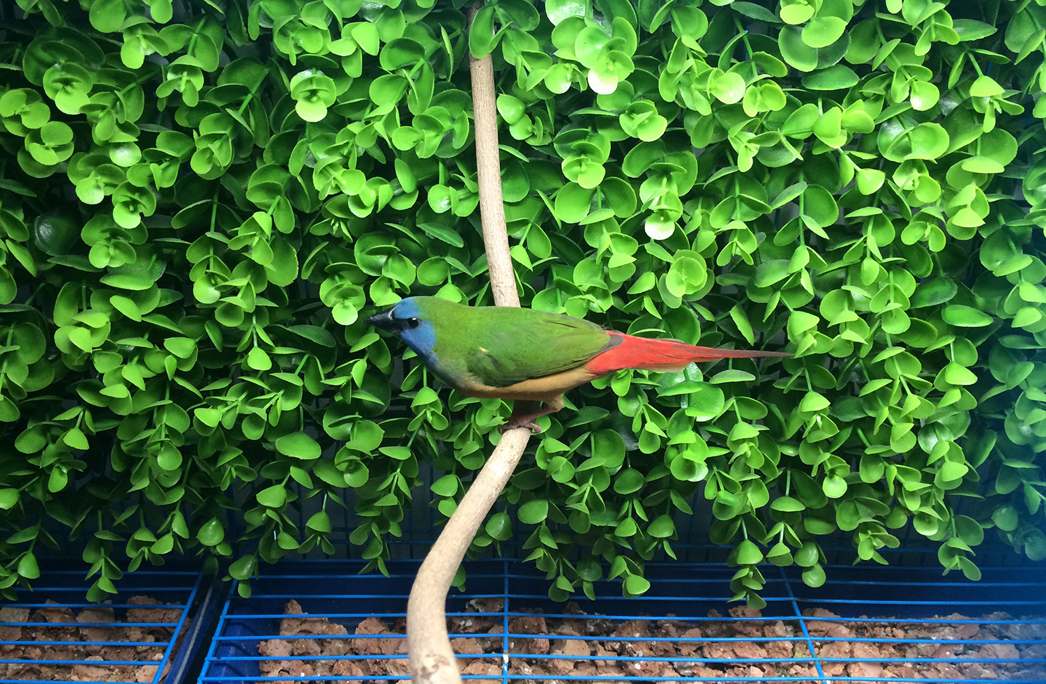 Pin-tailed parrotfinch Under Spectrum Lights