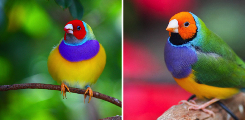 Purple Breasted Gouldian Finch