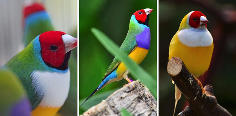 Red Head Gouldian Finch