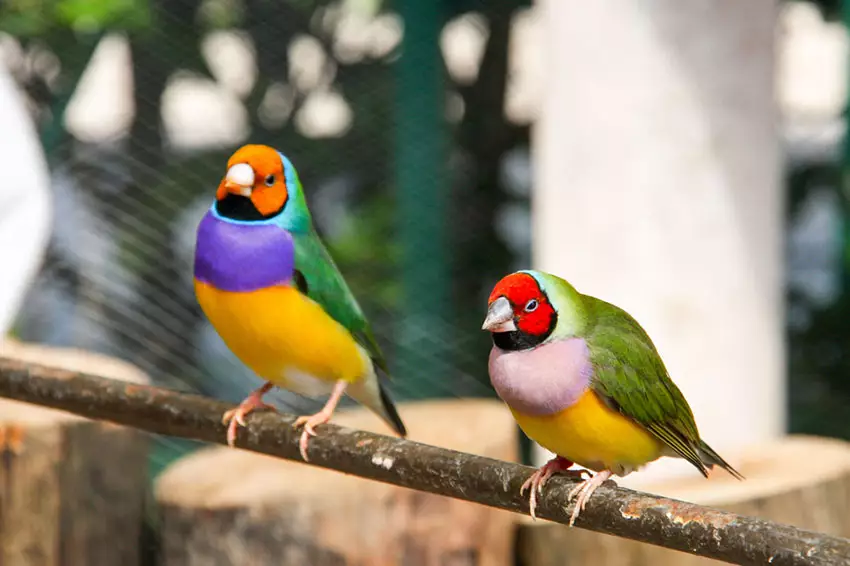 Female Gouldian Finch Get Sick