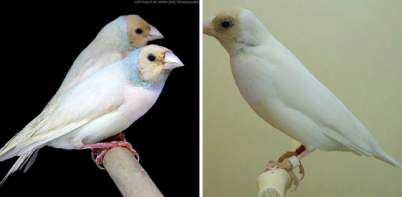 Silver Gouldian Finch