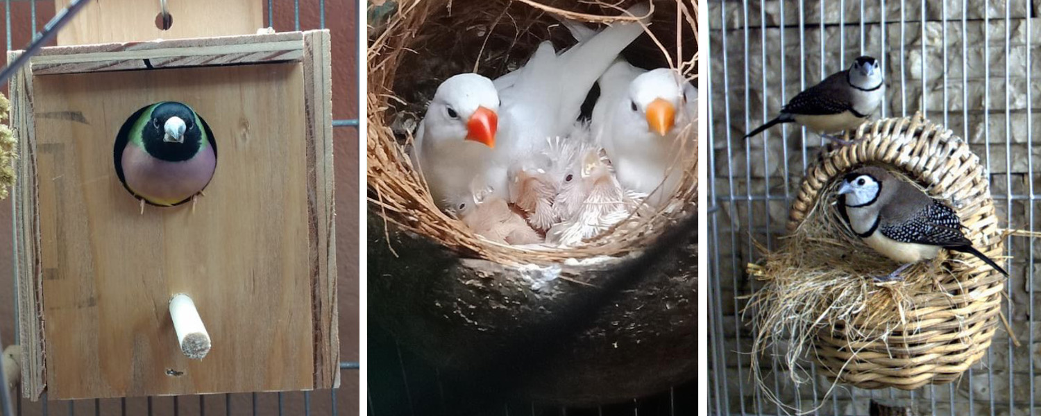 Some common entry hole sizes for finch nests