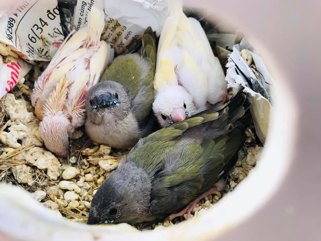 The 3-week-old Gouldian finch chicks in the nest