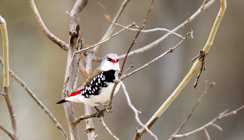 The Life of Diamond Firetail Finches: From Wild Habitats to Captivity