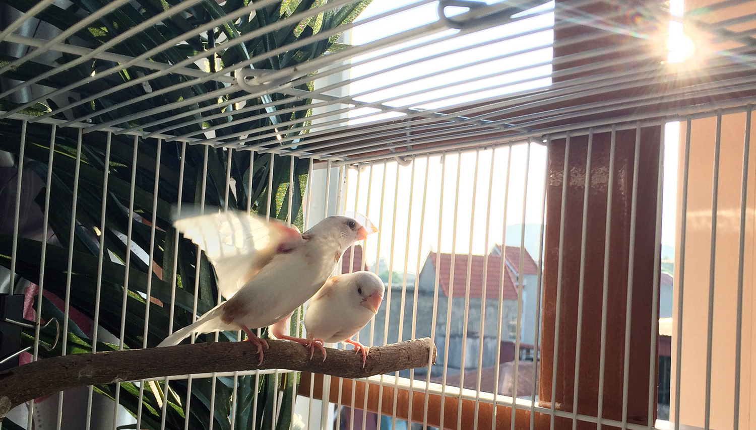 The society finch cage is placed near a window