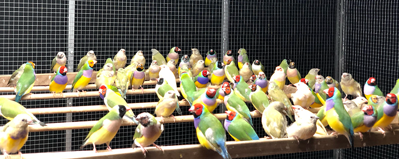 The young Gouldian finches are starting to molt and show their colors in the flight cage