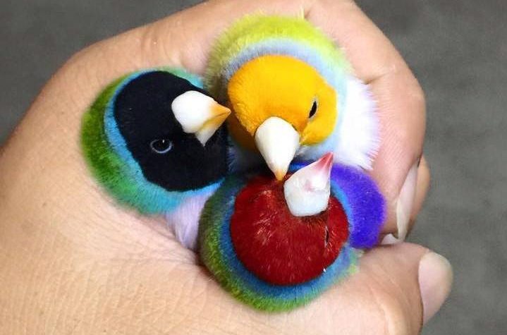 Three head colors in Gouldian Finches