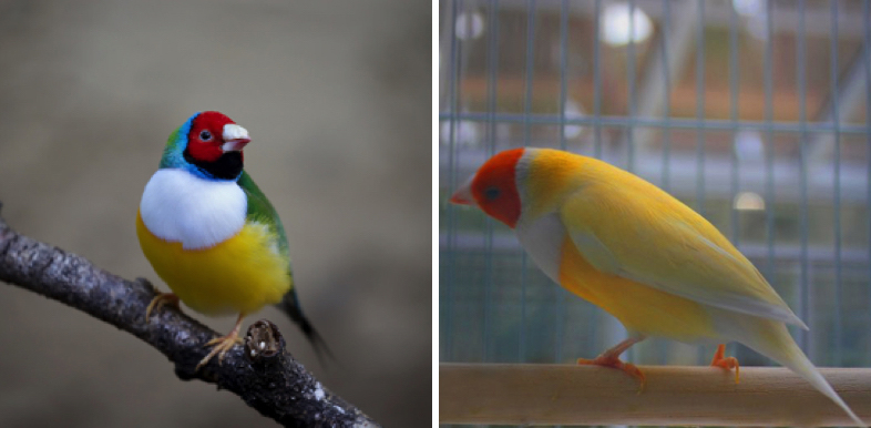 White Breasted Gouldian Finch