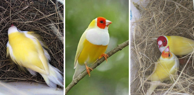 Yellow Backed Gouldian Finch