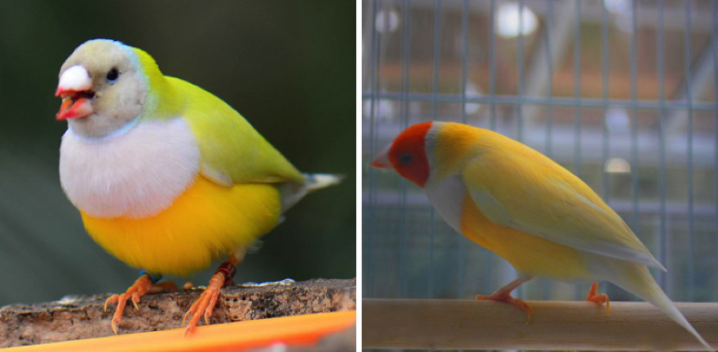 Yellow Backed - White Breasted Gouldian Finch